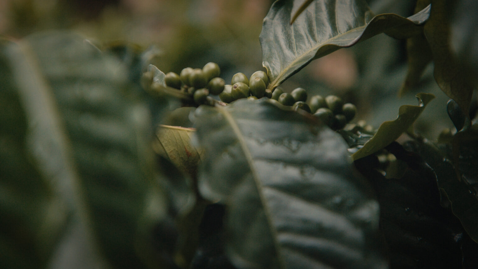 iki peru stills 01